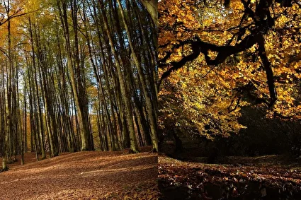 پاییزِ افسونگر مازندران /تصاویر