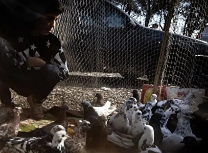 تصاویر دیدنی از بازار کبوترفروشان تهران