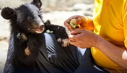 حیوانات پردیسان به باغ‌وحش‌ها فروخته می‌شوند