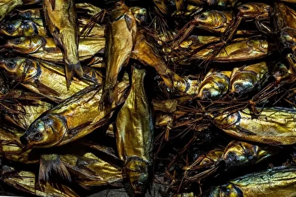 سنت دودی کردن ماهی در گیلان /تصاویر