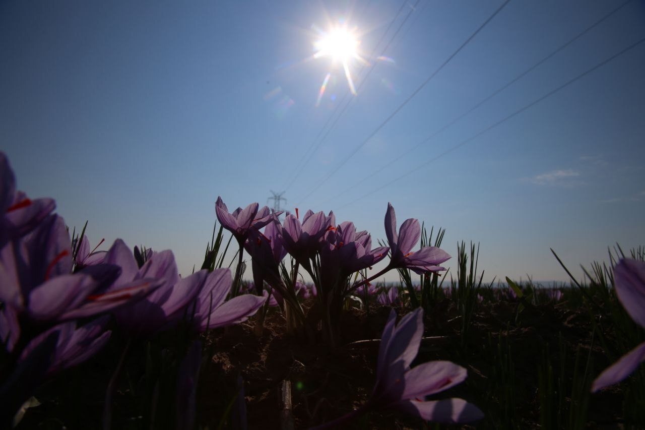 عطر طلای سرخ در دشتهای فاروج/تصاویر عطر طلای سرخ در دشتهای فاروج/تصاویر