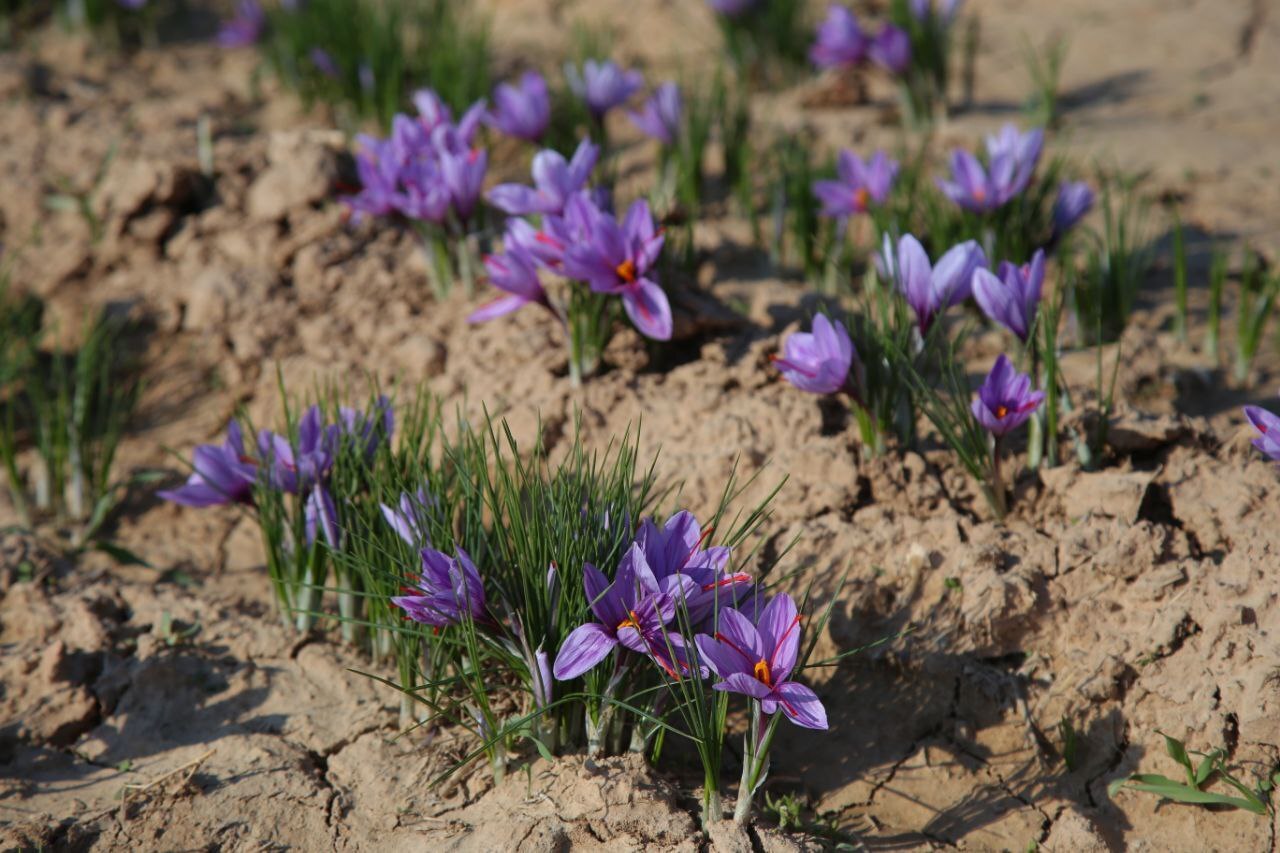 عطر طلای سرخ در دشتهای فاروج/تصاویر عطر طلای سرخ در دشتهای فاروج/تصاویر
