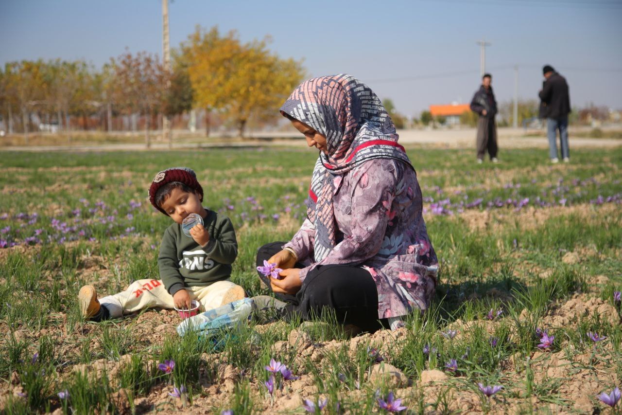 عطر طلای سرخ در دشتهای فاروج/تصاویر عطر طلای سرخ در دشتهای فاروج/تصاویر
