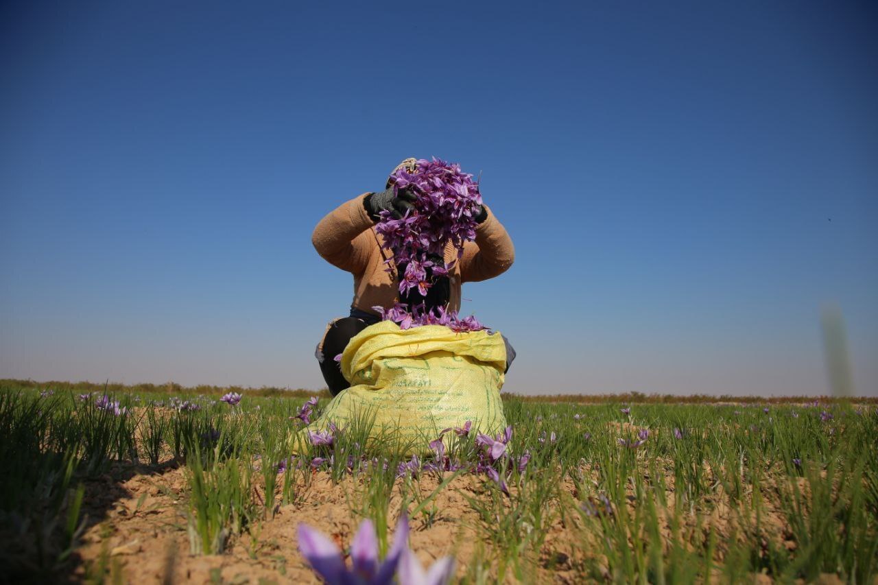 عطر طلای سرخ در دشتهای فاروج/تصاویر عطر طلای سرخ در دشتهای فاروج/تصاویر