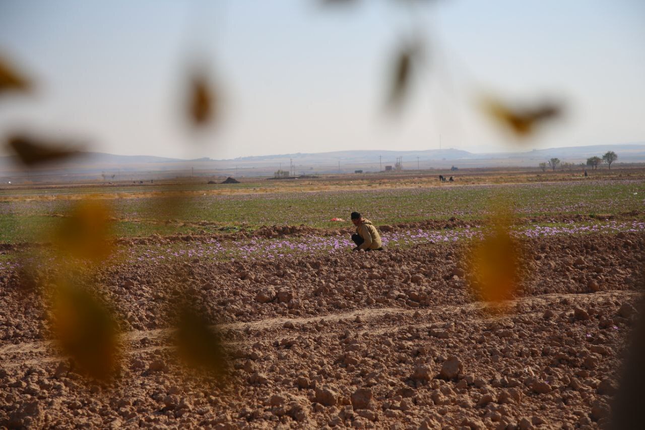 عطر طلای سرخ در دشتهای فاروج/تصاویر عطر طلای سرخ در دشتهای فاروج/تصاویر