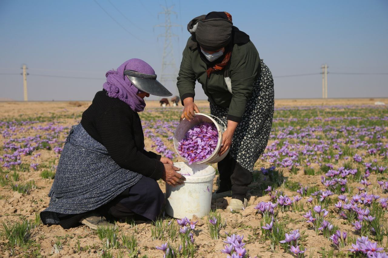 عطر طلای سرخ در دشتهای فاروج/تصاویر عطر طلای سرخ در دشتهای فاروج/تصاویر