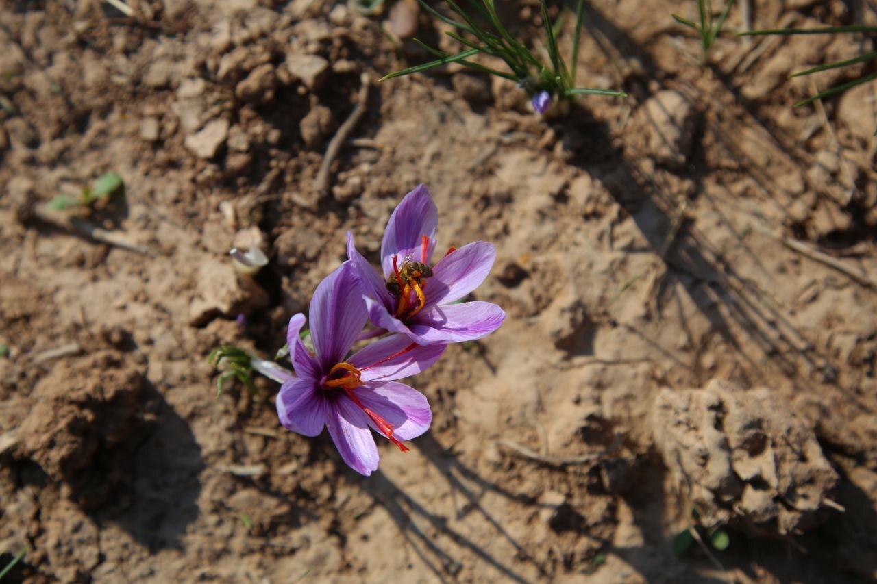 عطر طلای سرخ در دشتهای فاروج/تصاویر عطر طلای سرخ در دشتهای فاروج/تصاویر