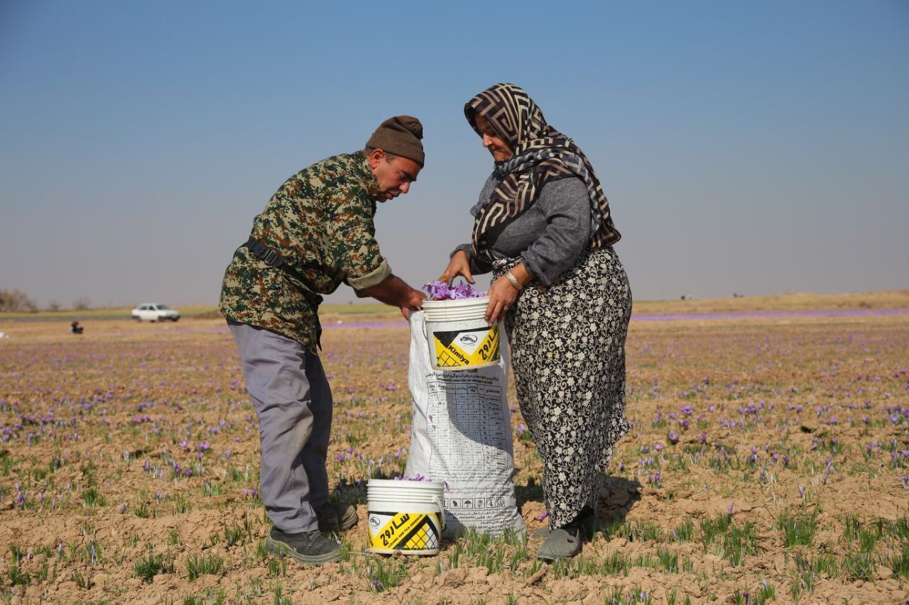 عطر طلای سرخ در دشتهای فاروج/تصاویر عطر طلای سرخ در دشتهای فاروج/تصاویر