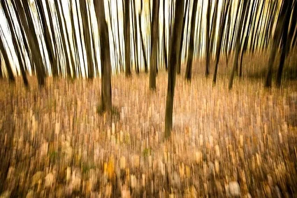 طبیعت پاییزی جنگل دالخانی و نمک آبرود /تصاویر