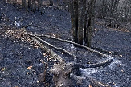 مهار آتش‌سوزی جنگل‌های دیزمار قره‌داغ /تصاویر