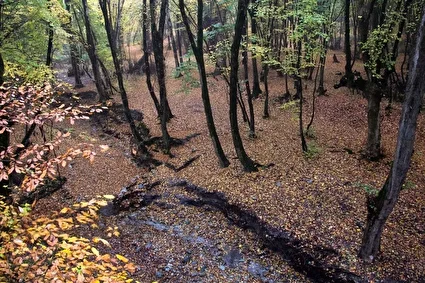 باران پاییزی در جنگل هیرکانی النگدره /تصاویر