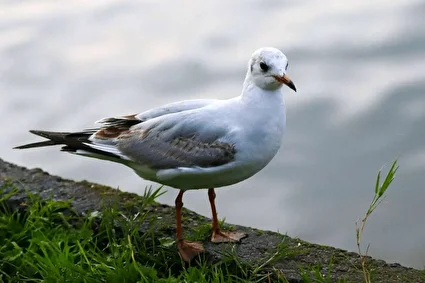 پس از باران /تصاویر