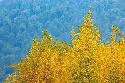 فصلِ گذار؛ وقتی رنگ‌ها آرام فرو می‌ریزند /تصاویر