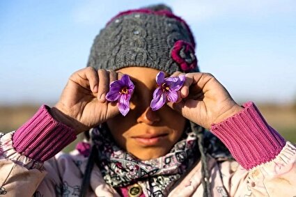 طلوع بنفشِ زعفران /تصاویر