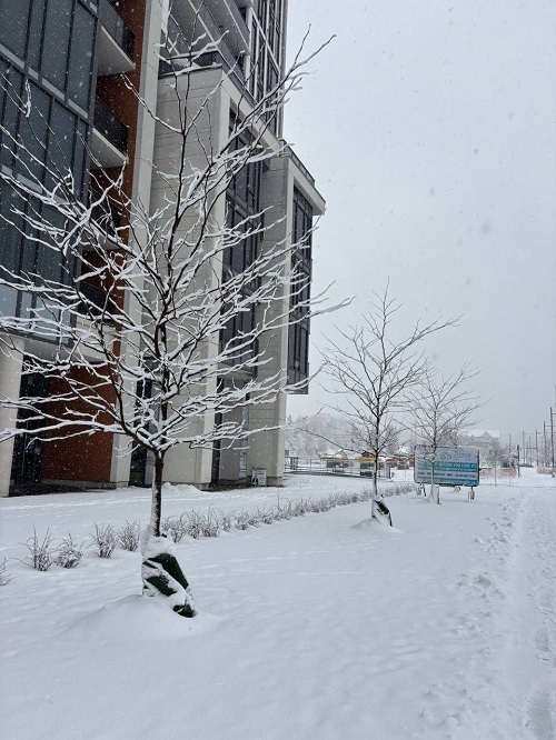 بارش برف در تورنتو/تصاویر اختصاصی