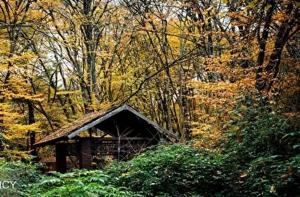 تصاویر چشم نواز از پاییز دیرهنگام النگ دره گرگان