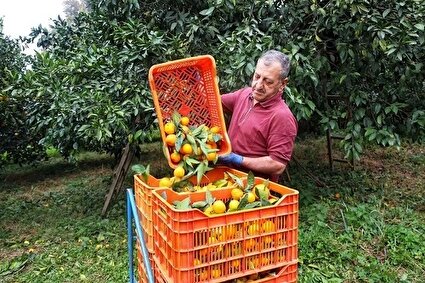 آغاز برداشت مرکبات در سوادکوه /تصاویر